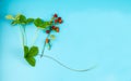 Wild strawberry plant as a whole on a turquoise background