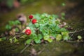 Wild strawberry plant with green leafs and red Royalty Free Stock Photo