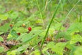 Wild strawberry plant with green leafs and ripe red fruit in the forest. Royalty Free Stock Photo