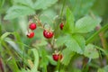 Wild strawberry plant with green leafs and ripe red fruit - Fragaria vesca. Royalty Free Stock Photo