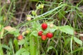 Wild strawberry plant with green leafs and ripe red fruit - Fragaria vesca. Royalty Free Stock Photo