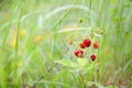 Wild strawberry plant with green leafs and ripe red fruit - Fragaria vesca Royalty Free Stock Photo