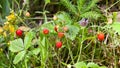 Wild strawberry plant with green leafs and ripe red fruit - Fragaria vesca Royalty Free Stock Photo