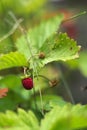 Wild strawberry plant with green leafs and ripe red fruit - Fragaria vesca. Royalty Free Stock Photo