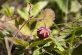 Wild strawberry plant with green leafs and ripe red fruit - Fragaria vesca. Royalty Free Stock Photo