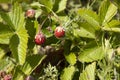 Wild strawberry plant with green leafs and ripe red fruit - Fragaria vesca. Royalty Free Stock Photo