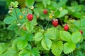 Wild strawberry plant with green leafs and ripe red fruit with water drop on Natural background Royalty Free Stock Photo