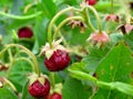 Wild strawberry plant with green leafs and ripe red fruit Royalty Free Stock Photo