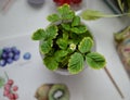 Wild strawberry plant grown from a seed in a pot, with green leaves and first white flower, home garden on the table, amateur Royalty Free Stock Photo