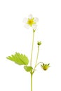 Wild strawberry plant Royalty Free Stock Photo