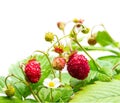Wild strawberry plants with flowers and berries isolated on white Royalty Free Stock Photo