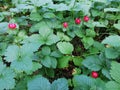 Wild strawberries plant with ripe fruits