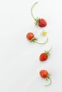 Wild Strawberry Royalty Free Stock Photo