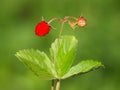 Wild strawberry with ripe red fruit, Fragaria vesca Royalty Free Stock Photo