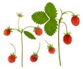 Wild strawberry set. Red berries with green leaves on Bush branch isolated on white background Royalty Free Stock Photo