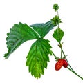 Wild strawberry stem with green leaf and red heart shaped fruit, closeup, isolated on white background. Delicious juicy berry of Royalty Free Stock Photo