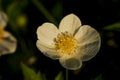 Thimble weed at Sunset Royalty Free Stock Photo