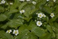 Wild strawberry with white flowers Royalty Free Stock Photo