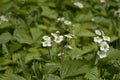 Wild strawberry with white flowers Royalty Free Stock Photo