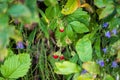 Wild strawberry (Fragaria vesca) bush hidden among grass and flowers Royalty Free Stock Photo