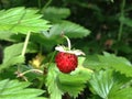 Wild strawbrerry