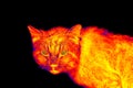 Wild stray cat in scientific high-tech thermal imager Royalty Free Stock Photo