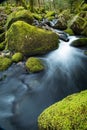 Wild stream in old forest, water blurred in motion Royalty Free Stock Photo