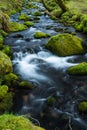 Wild stream in old forest, water blurred in motion Royalty Free Stock Photo