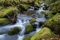 Wild stream in old woodland,time lapse water motion Royalty Free Stock Photo