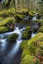 Wild Stream In Old Woodland,time Lapse Water Motion