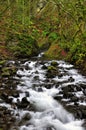 Wild stream with silky smooth water