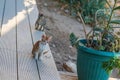 Wild street cats with kittens in front of the house Royalty Free Stock Photo