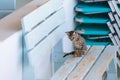 Wild street cats with kittens in front of the house Royalty Free Stock Photo