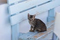 Wild street cats with kittens in front of the house Royalty Free Stock Photo