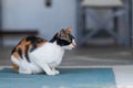 Wild street cats with kittens in front of the house Royalty Free Stock Photo