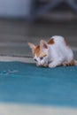 Wild street cats with kittens in front of the house Royalty Free Stock Photo