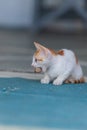 Wild street cats with kittens in front of the house Royalty Free Stock Photo