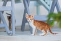 Wild street cats with kittens in front of the house Royalty Free Stock Photo