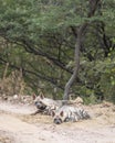 Wild Striped hyena or hyaena hyaena family or pair calm with face and alert with ears in action blocking road or forest track Royalty Free Stock Photo