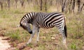 Wild striped zebra in national Kruger Park in South Africa