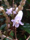 Beautifull Wild flower ( Strobilanthes viscosa ), closeup view, on natural defocused blurred background.