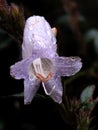 Beautifull Wild flower ( Strobilanthes viscosa ), closeup view, on natural defocused blurred background.