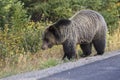 Wild Sub-Adult Grizzly Bear in Grand Teton National Park Royalty Free Stock Photo