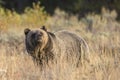 Wild Sub-Adult Grizzly Bear in Grand Teton National Park Royalty Free Stock Photo