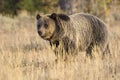 Wild Sub-Adult Grizzly Bear in Grand Teton National Park Royalty Free Stock Photo