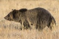 Wild Sub-Adult Grizzly Bear in Grand Teton National Park Royalty Free Stock Photo