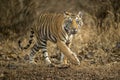 wild sub adult male bengal tiger panthera tigris walking head on territory stroll in summer season morning safari tour in dry