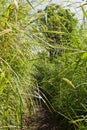 Wild sugar cane along the Pipiwai Trail Royalty Free Stock Photo