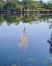 A wild sugar cane flower. on the edge of a lake Royalty Free Stock Photo