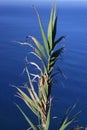 Wild sugar cane over the sea Royalty Free Stock Photo